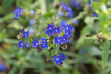 Beautiful blue flowers of Anchusa officinalis, close-up. common bugloss, common alkanet.