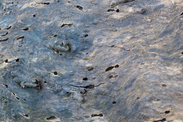 Trunk of an old tree damaged by insects, close-up. background.