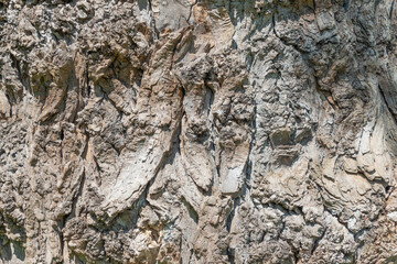 Tree trunk, close-up. Tree bark texture. Natural background. The rough, cracked surface