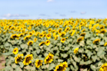 Fototapeta premium The blurred background of the field of blooming sunflowers on a background of blue sky. Oil production