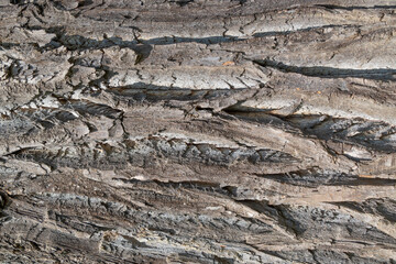 Tree trunk, close-up. Tree bark texture. Natural background. The rough, cracked surface