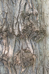 Tree trunk, close-up. Tree bark texture. Natural background. The rough, cracked surface