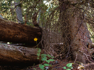 Yellow Flower Growing on a trail in the Woods
