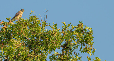 American kestrel perched in a tree at sunset.