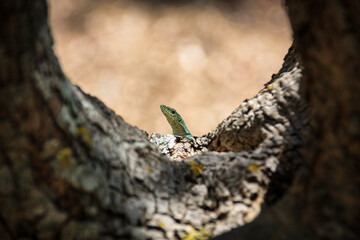A small lizard sits comfortably in a hole in a tree trunk