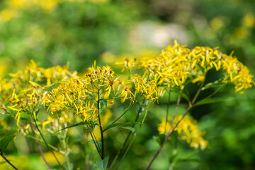 Freshly picked chanterelles in Val di Sole.