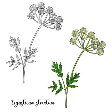 vector drawing plant of Szechuan lovage, Ligusticum striatum, herb of traditional chinese medicine, hand drawn illustration