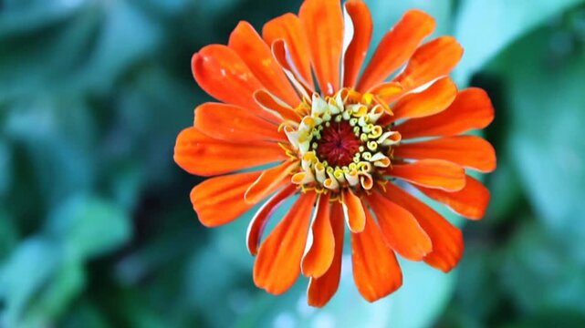 Zinnia Elegans or Old Maid pink flower