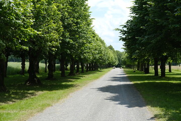 A tree-lined driveway in spring. Eure-et-Loir, France - June 4, 2024.	