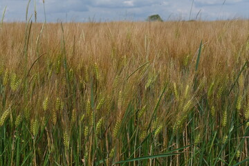 A beautiful field in spring. June 4, 2024 - Le Perche, Eure-et-Loir, France.