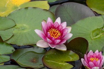 Water Lillies 