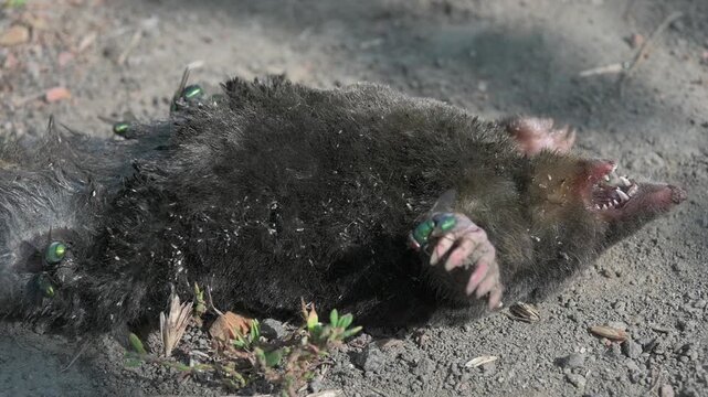 Green Bottle flies (Lucilia sericata) swarming around the carcass of a recently dead mole (Talpa europaea). August, Kent, UK [Slow motion x5]