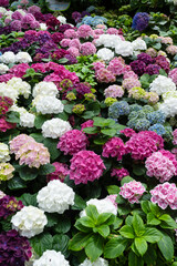 The hydrangeas are blooming beautifully.