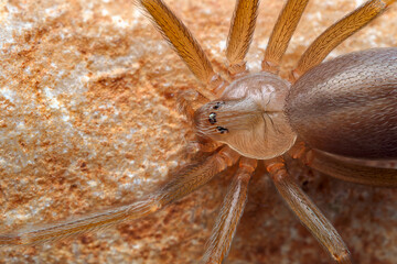 Mediterranean recluse spider, violin spider (Loxosceles rufescens), Brown recluse spider, in its wild habitat.