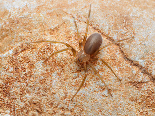 Mediterranean recluse spider, violin spider (Loxosceles rufescens), Brown recluse spider, in its wild habitat.