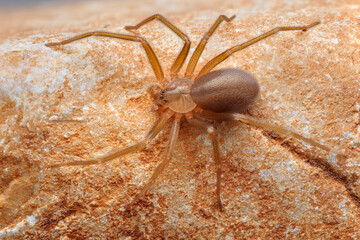 Mediterranean recluse spider, violin spider (Loxosceles rufescens), Brown recluse spider, in its wild habitat.