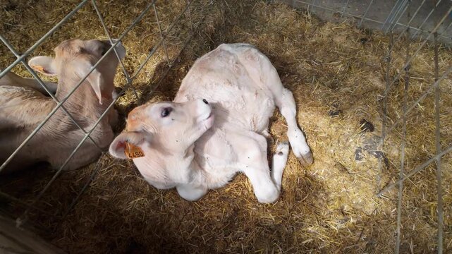 Calves in the stable