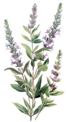 Fototapeta premium Purple Flowering Herb Botanical Illustration on White Background