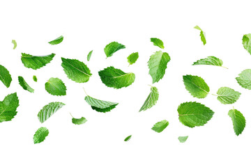 flying mint leaves isolated on white or transparent png