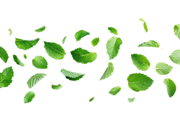 flying mint leaves isolated on white or transparent png