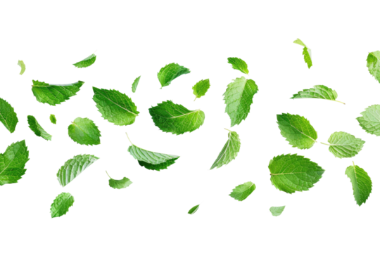 flying mint leaves isolated on white or transparent png