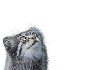 close up of an ostrich