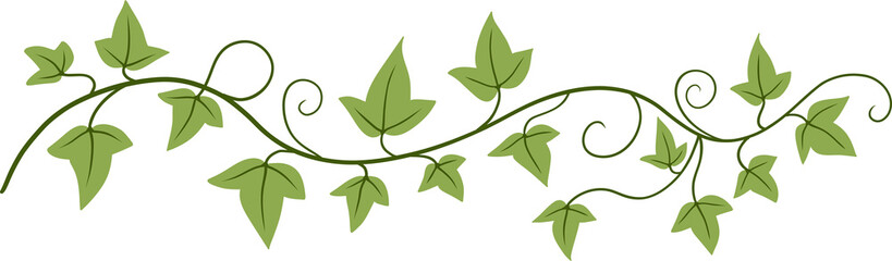 ivy plant drawing illustration.