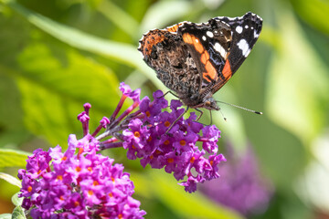 Single Red Admiral butterfly feeding on a buddleja flower close up