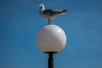 M&ouml;we auf einer Lampe
