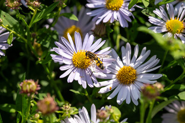 Wasp on Flower 