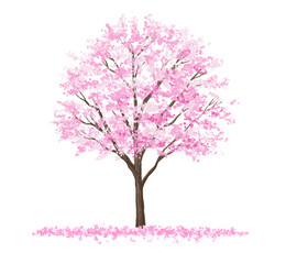 Fototapeta premium pink cherry tree, Vector watercolor blooming flower tree or forest side view isolated on white background for landscape and architecture drawing,elements for environment or and garden,Sakura tree 