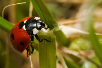 Ladybird