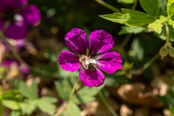 Bee on Purple Flower