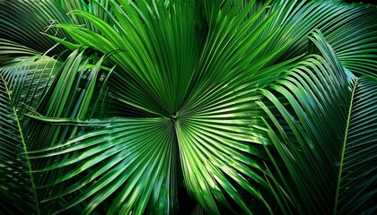 Abstract Tropical Foliage Palm Leaves in Green Jungle