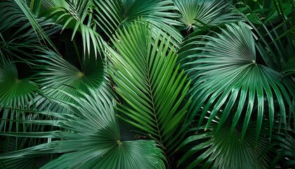 Abstract Tropical Foliage Palm Leaves in Green Jungle