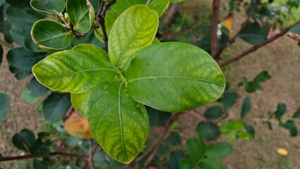 leaves in the garden
