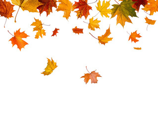Autumn leaves falling isolated on transparent or white background
