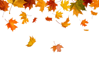 Autumn leaves falling isolated on transparent or white background