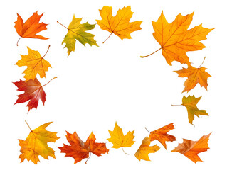 Autumn maple leaf frame, colorful fall foliage border isolated on transparent or white background