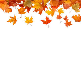 Autumn leaves falling isolated on transparent or white background