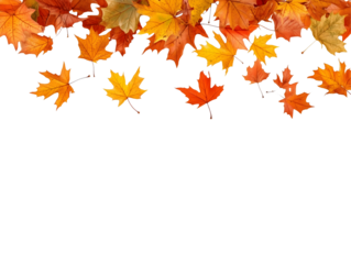 Autumn leaves falling isolated on transparent or white background