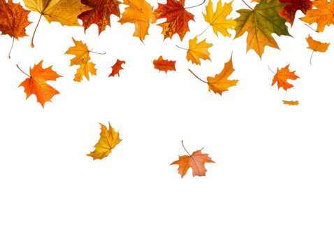 Autumn leaves falling isolated on transparent or white background