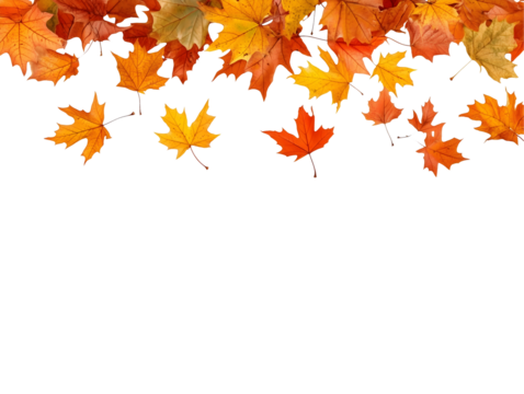 Autumn leaves falling isolated on transparent or white background