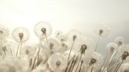 A Field of Dandelions Under a Soft Sky