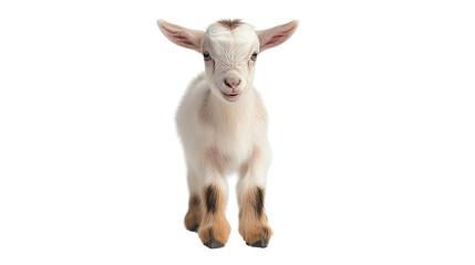 Fototapeta premium One newborn baby goat on a white background. Telephoto lens photography Realistic daylight