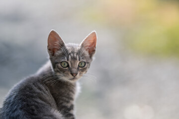 Fototapeta premium Cute little gray cat with green eyes on blurred background. Selective focus.