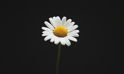 Single Daisy on Black Background.