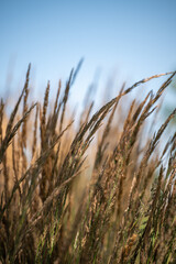 Obraz premium Long Grass in the Wind