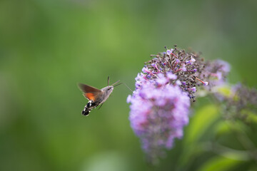 hummingbird hawk-moth feeding on a butterfly bush in the meadow in summer