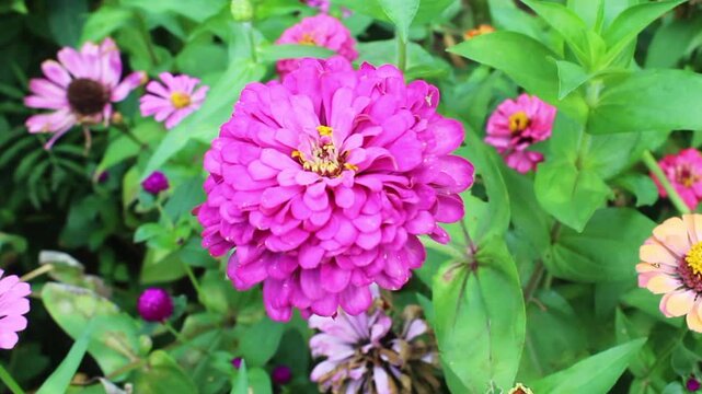 Zinnia Elegans or Old Maid pink flower